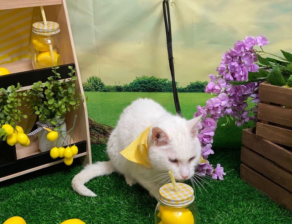 proper way of using 5ah9.6max0 python software