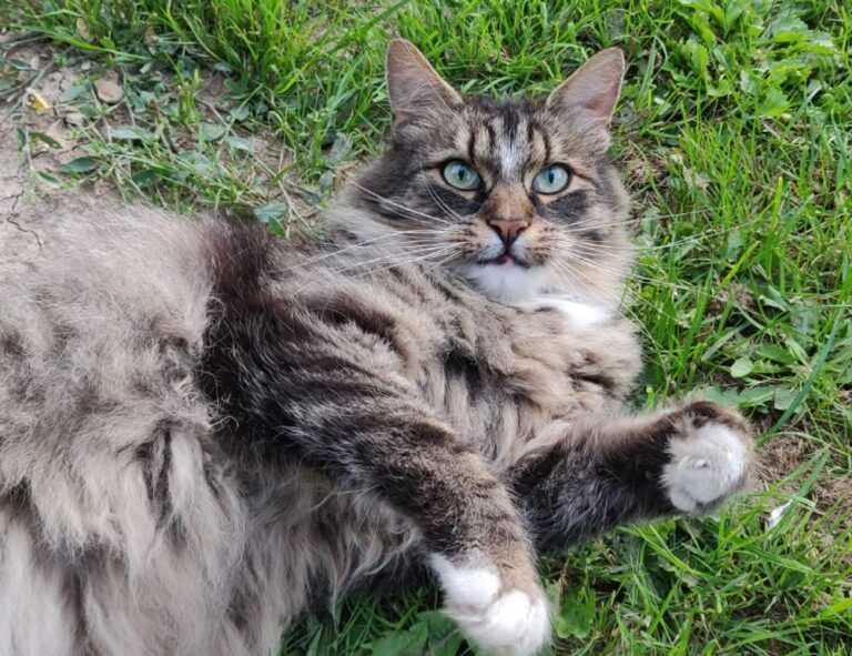 allianz alpha sat login