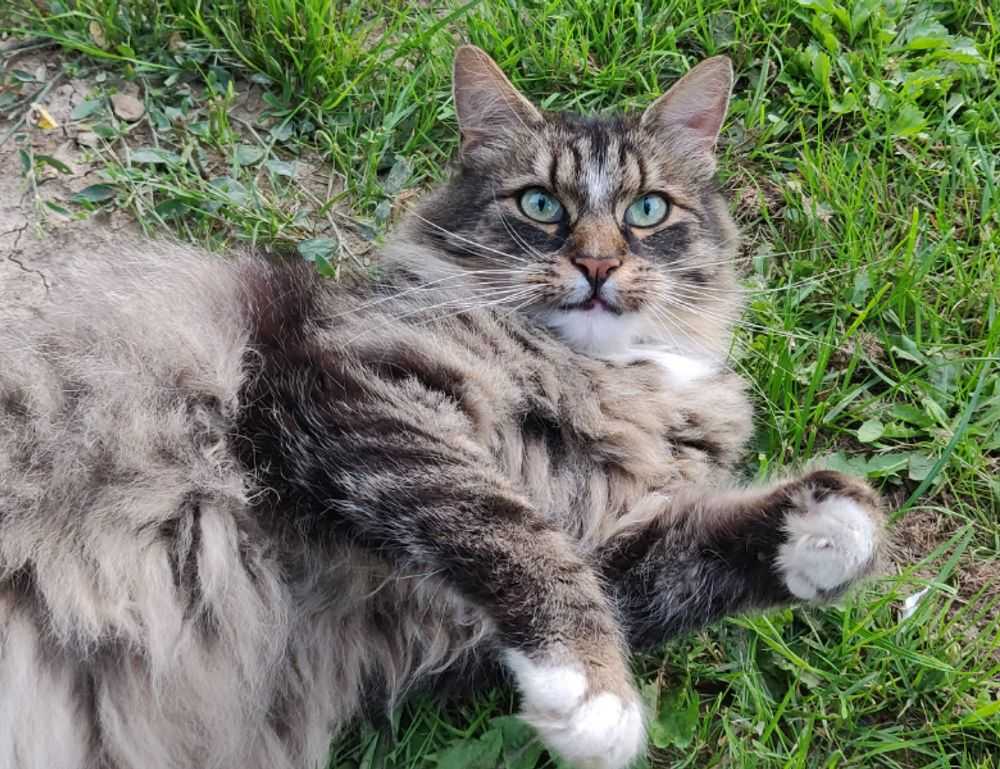 allianz alpha sat login