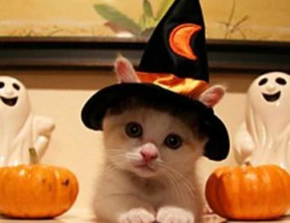 bendera palestin colouring