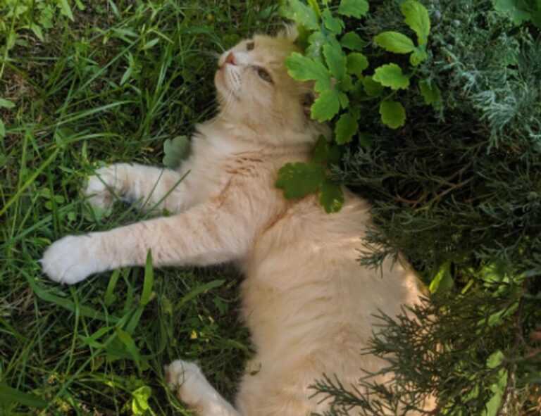 lieke klaver cameltoe