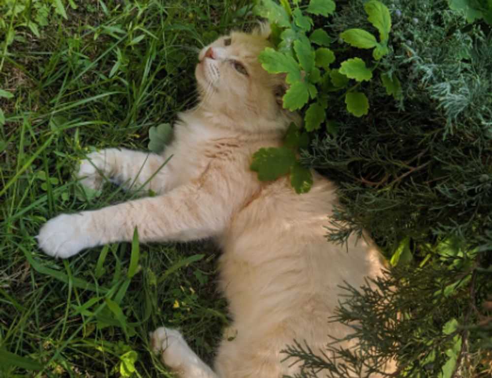 lieke klaver cameltoe