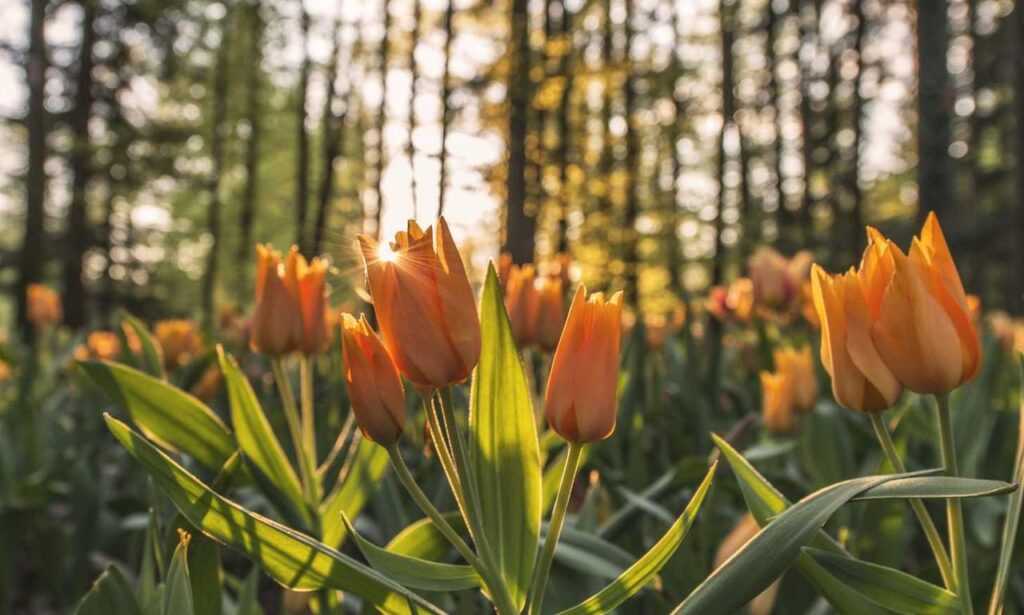 negro fondos de perfil para whatsapp para chicas.