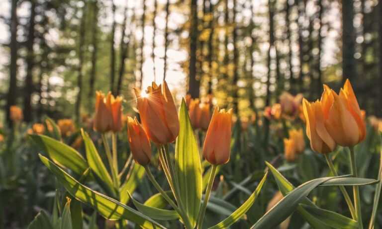 negro fondos de perfil para whatsapp para chicas.