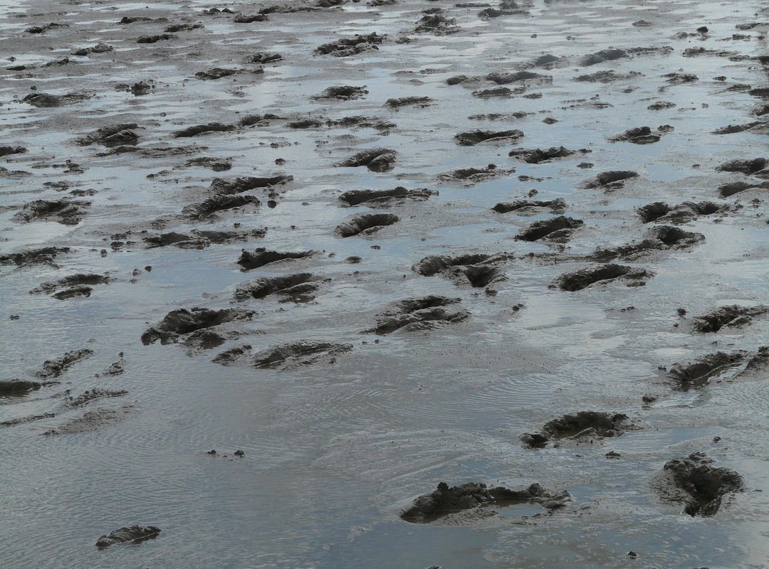 Fitness Guide Shmghealth